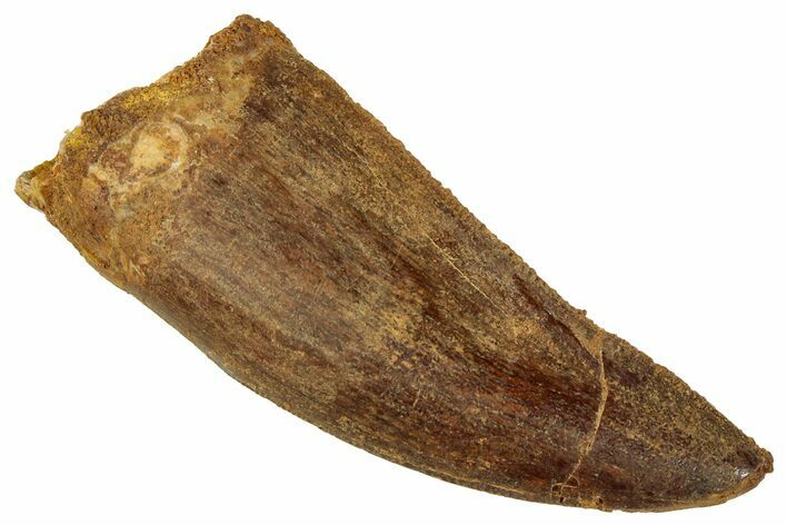 Serrated, Carcharodontosaurus Tooth - Real Dinosaur Tooth #329885